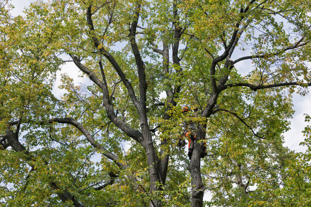 Trusted Cochituate, MA Tree Care Experts